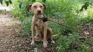 Ее привязали к дереву и оставили в лесу…Но у нее было ради кого жить эти 10 долгих дней