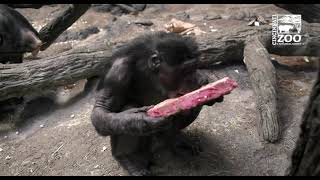 Bonobo Vernon Celebrates 49th Birthday - Cincinnati Zoo