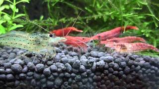 Shrimp