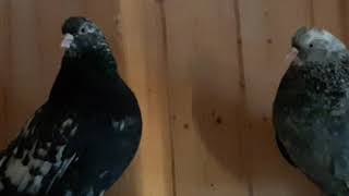Свердловские высоколётные голуби в Москве. +7(925)502-25-09