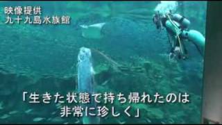 Living Oarfish 11/01/2010 リュウグウノツカイ