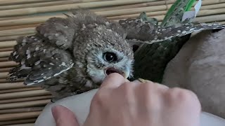 Почесать сову и остаться в живых. Почему Гнусь суч, а не сыч?