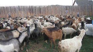 У Горінчові на Закарпатті провели овець на полонину