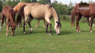 Grózer Csaba - Karabah-Magyar lovak - Karabakh-Hungarian horses