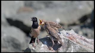 Rose-coloured Starling