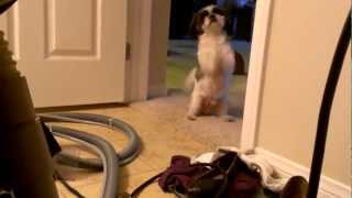 Skippy afraid of vacuum and begging for help!!
