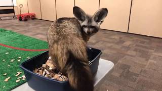 Home Safari - Bat-Eared Fox - Cincinnati Zoo