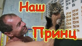У нас новый котенок в семье! Знакомьтесь - Принц! (08.17г.) Семья Бровченко.