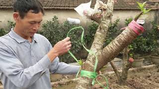 Cách ghép Đào phai và báo giá nhiều gốc đào đep.