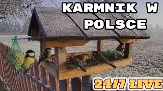 ?Karmnik na żywo w Polsce / Live bird feeder Poland | Powiat Cieszyński