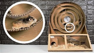 LABERINTO para HAMSTER ROBOROWSKI de Carton ? HAMSTER en la RUEDA | HAMSTER ROBOROVSKI