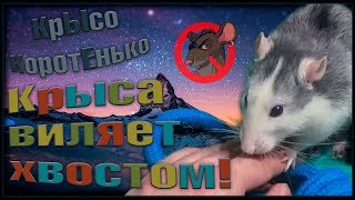 Крыса виляет хвостом! Почему? Зачем? Балуемся и играем. (Fancy Rats | Декоративные Крысы)