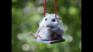 Funny hamsters - Cute funniest hamsters wheels compilation