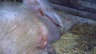 Рожа свиней. Вакцинация. Swine erysipelas. Vaccination.