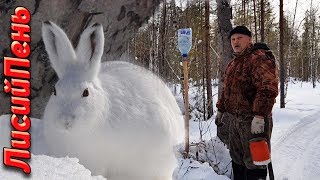 Соль для Зайчишек