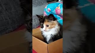 киска малышка любит коробки. редкий зверек трехцветная малышка