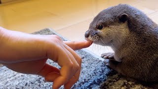 自分で爪を切れるコツメカワウソに爪を切ってもらった I had my nails clipped by a knickknack otter that can claw itself.