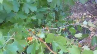 Golden Currant berries