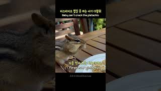 피스타치오 껍질 못 까는 아기 다람쥐