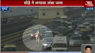 Mumbai: Horse Goes Out Of Control, Stalls Traffic