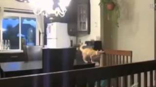 самое смешное про кошек игривые коты