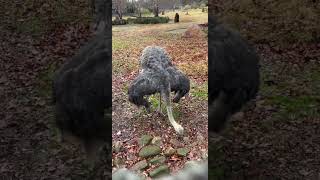 Ostrich Myrtle - Cincinnati Zoo #shorts