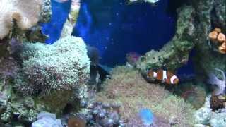 Морской аквариум 4 месяца