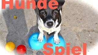 Hunde Gedächtnis- Intelligenzspiel