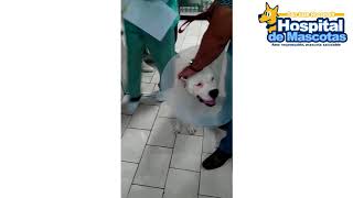 Amputación de miembro posterior derecho