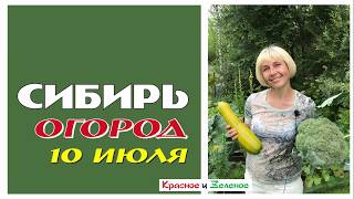 Огород на 10 июля. Как все растет. Сибирь
