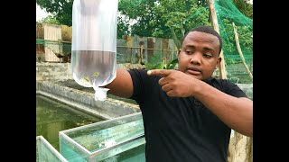la plaga mas macabra de nuestro criadero de peces