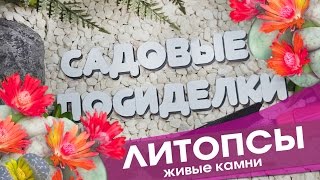 Литопсы  - секреты ухода и выращивания в домашних условиях. Проверенный способ пересадки.