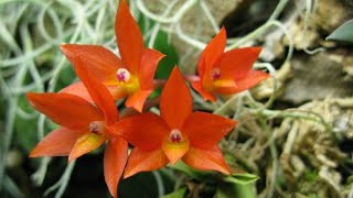 Орхидея Sophronitis Cernua цветение и уход. Мини орхидея. Доминикана