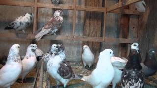 iranian pigeon