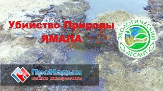 УБИЙСТВО ПРИРОДЫ ЯМАЛА