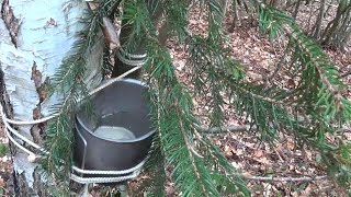 Outdoor-Küche: Birkensaft zapfen