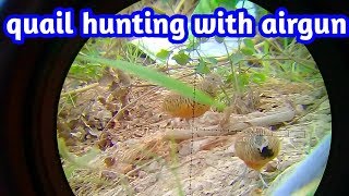quail hunting with airgun