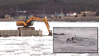 Brilliant Idea Frees Dolphins From Ice Jail