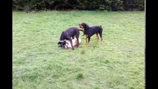 Rottweiler saves Bulldog from Nepolitan Mastiff(they are playing).