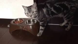シゲオカチャンネル  アメショーのマシュの水を飲む時の手がヤバい！