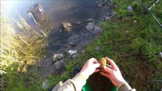 Wedkarstwo gruntowe,drgajaca szczytowka,glapy na method feeder.czerwiec 2016 #5