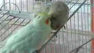 Psita e Biju