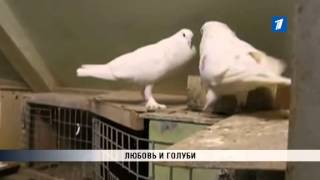 Любовь и голуби
