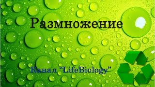 Размножение
