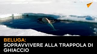 Beluga: sopravvivere alla trappola di ghiaccio