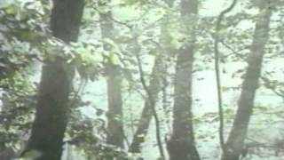 Движение растений (Movement of plants)