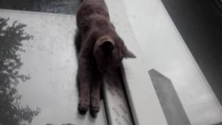 Тюмень. Кошка застряла в окне на Мельникайте, 133
