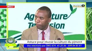 Comment Réussir la culture de piment ( suite)