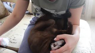 Чем почистить уши коту?  Как почистить уши коту?
