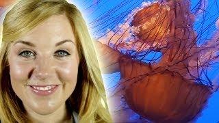 Jellyfish | What's the point? | Zoo La La (Ep 46) | Earth Unplugged